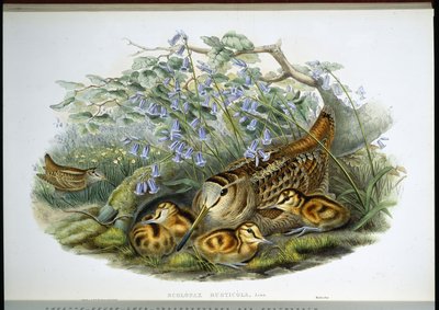Woodcock (Scolopax Rusticola) (håndfarget litho) av John (after) Gould