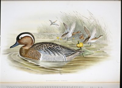 Querquedula Circia (håndfarget litho) av John (after) Gould