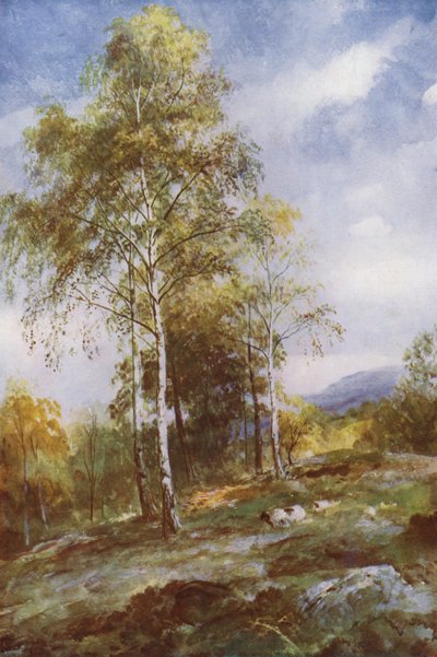 Sølvbjørker (farge litho) av John (after) MacWhirter