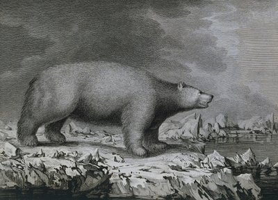 Isbjørn, gravering av Peter Mazel etter tegning av John Webber (1750-1793) laget under James Cooks tredje seilas av John (after) Webber