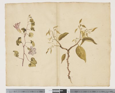 F.13 Ipomea Pes, geit; Celtis paniculata, ca. 1790-95 (akvarell og blekk på papir) av John (attr. to) Doody