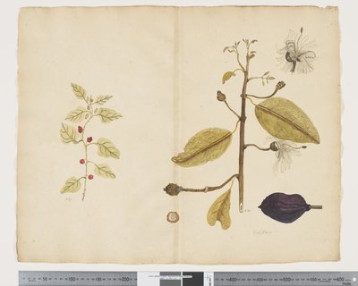 F.18 Tetragonia impleksikom; Caparis nobilis 