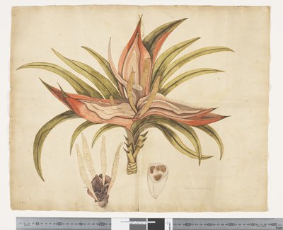 F.1 Freycinetia baueriana, ca. 1790-95 (akvarell og blekk på papir) av John (attr. to) Doody