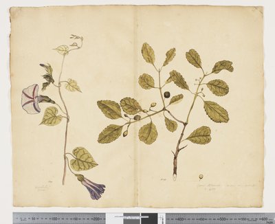F.24 Ipomoea congesta; Elaeodendron curtipendulum, ca. 1790-95 (akvarell og blekk på papir) av John (attr. to) Doody