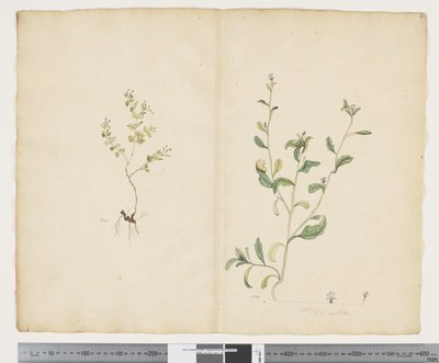 F.25 Euphorbia sparrmannii; Lobelia alata, ca. 1790-95 (akvarell og blekk på papir) av John (attr. to) Doody