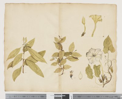 F.6 Wikstroemia Australis; Ipomea, c.1790-95 (acuarelă și tuș pe hârtie)norvegiană av John (attr. to) Doody