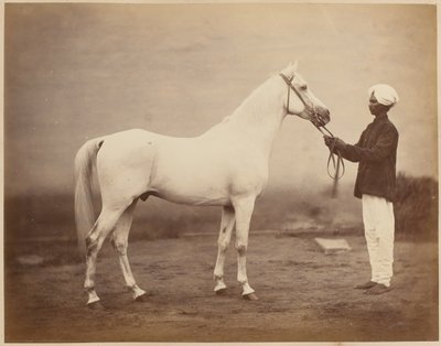 Generalløytnant Sir Frederick Sleigh Roberts hest, "Vonolel", 1885 ca. av John Burke