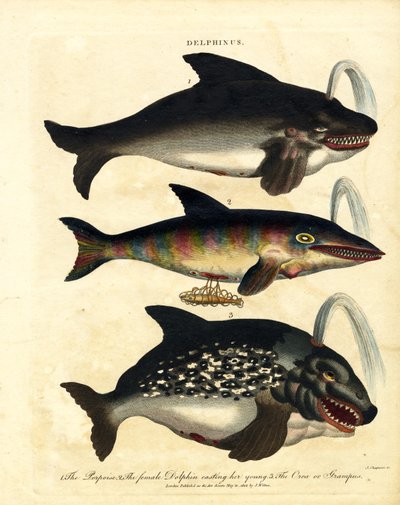 Delfinarter - Niser og Spekkhoggere av John Chapman