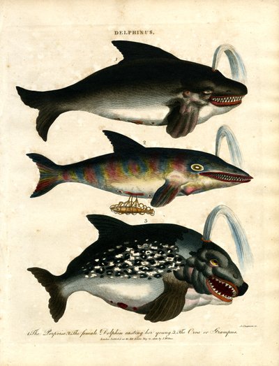 Delfiner (Delphinus) av John Chapman