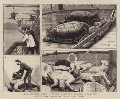 Å bringe hjem skilpadder om bord på HMS Jumna av John Charles Dollman