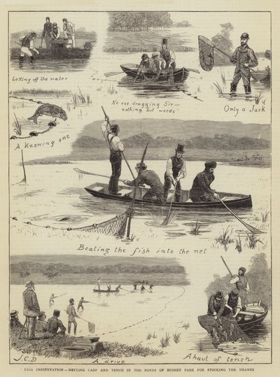 Fiskeoppbevaring, nettingkarpe og suter i dammene i Bushey Park for utsetting av Themsen av John Charles Dollman