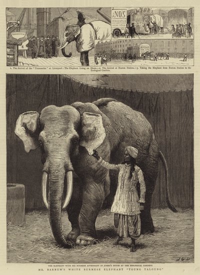 Mr Barnums hvite burmesiske elefant Toung Taloung av John Charles Dollman
