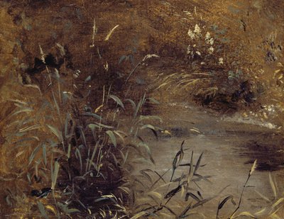 Rushes by a Pool, ca. 1821 (olje på papir om bord) av John Constable