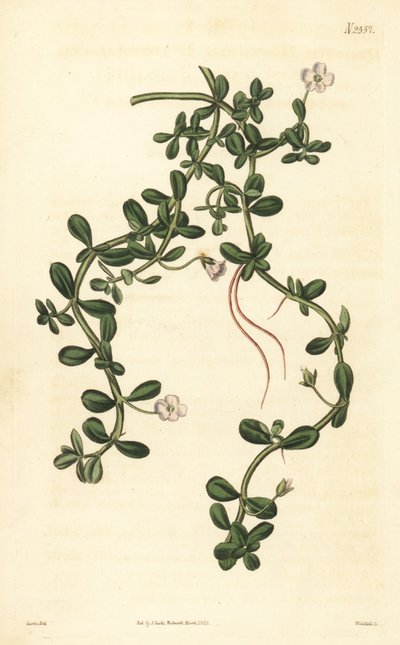 Brahmi eller vannhysop, Bacopa monnieri av John Curtis