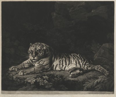 En Tigress av John Dixon after George Stubbs