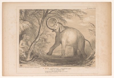 Spotprent møtte Lord Ellenborough som en vill olifant En vill elefant som utbasunerer. En scene fra Paradise Lost! (tittel på objekt) HB Sketches (serietittel på objekt) av John Doyle