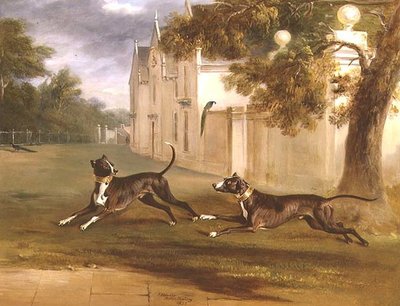 Jarlen av Brownlows to Bull Terriers, 