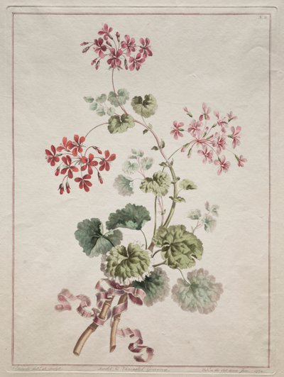 A Collection of Flowers Drawn from Nature:  No. 6 - Scarlet and Variegated Geranium   1305060   no       norwegian Successfully Translated  Original: Slapende herderin en slapende Amor Translat: Slapende herderin en slapende Amor 1368545 no norwegian Succe av John Edwards