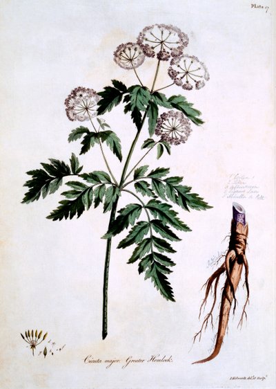 Greater Hemlock [Cicuta major], illustrasjon fra 
