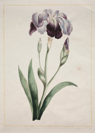 Japansk iris (stor blå iris) av John Edwards