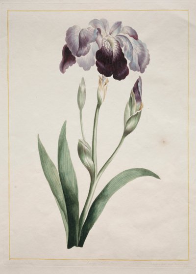 Japansk iris, stor blå iris, 1801. av John Edwards