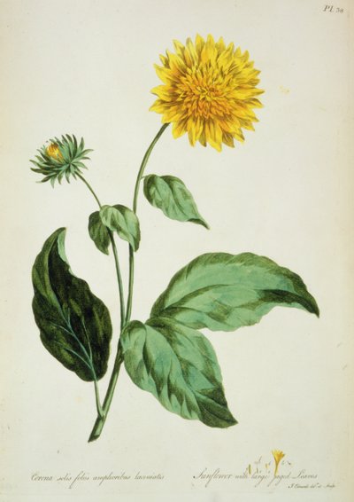 Solsikke: med store taggete blader (Corona) fra `The British Herbal...