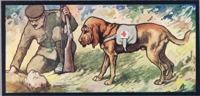 Ambuland blodhund, illustrasjon fra 