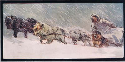 Huskies trekker en slede, illustrasjon fra 