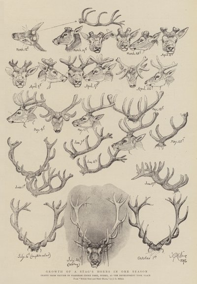 Vekst av en hjorts horn på én sesong av John Everett Millais