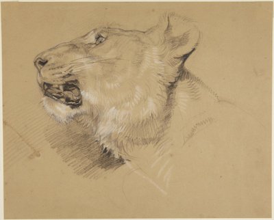 Hode av en løvinne av John Frederick Lewis