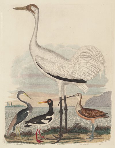 Louisiana Heron, Pied Oyster-catcher, Hooping Crane, and Long-billed Curlew, publisert 1808-1814. av John G. Warnicke