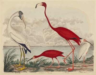Wood Ibis, Scarlet Ibis, Flamingo og White Ibis, utgitt 1808-1814. av John G. Warnicke