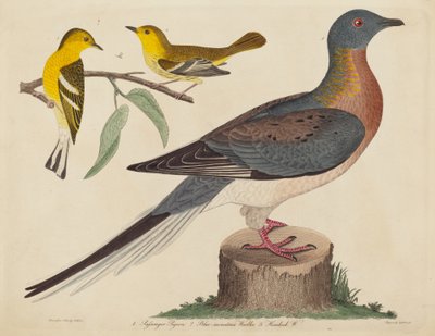 Passasjerdue, blåfjellsanger og hemlocksanger av John G. Warnicke after Alexander Wilson