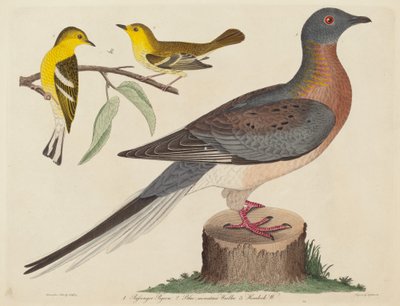 Passasjerdue, blåfjellsanger og hemlocksanger av John G. Warnicke after Alexander Wilson