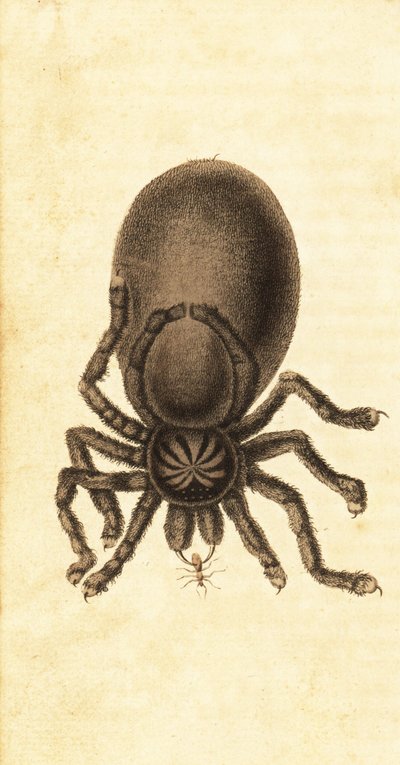 Pinktoe tarantella, Avicularia avicularia. ,1800 (gravering) av John Gabriel Stedman