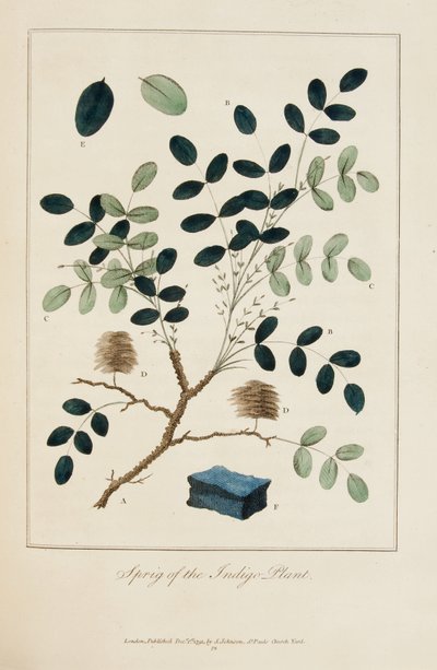 Kvist fra Indigo-planten av John Gabriel Stedman