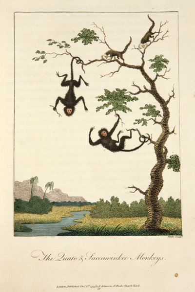Quato- og Saccawinkee-apene av John Gabriel Stedman