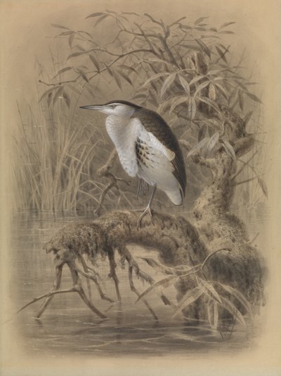  av John Gerrard Keulemans