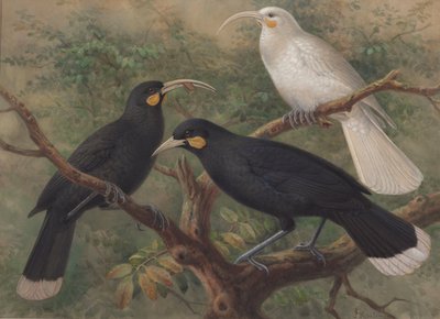  av John Gerrard Keulemans