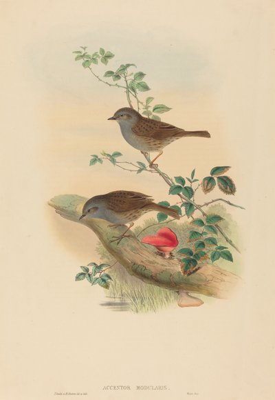 Accentor modularis Dunnock. Skapere: John Gould, Henry Constantine Richter. av John Gould and Henry Constantine Richter John Gould and Henry Constantine Richter