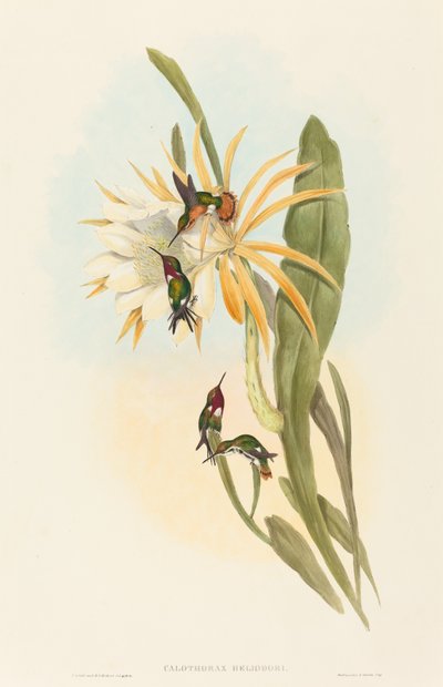 Calothorax heliodori. Skapere: John Gould, Henry Constantine Richter. av John Gould and Henry Constantine Richter John Gould and Henry Constantine Richter