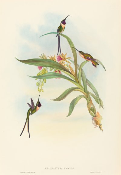 Tharmastura enicura Slender Shear-Tail. Skapere: John Gould, Henry Constantine Richter. av John Gould and Henry Constantine Richter John Gould and Henry Constantine Richter
