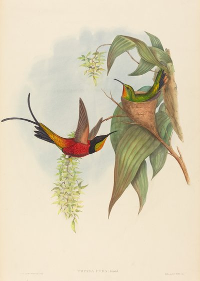 Topaza pyra Fairy Topaz. Skapere: John Gould, Henry Constantine Richter. av John Gould and Henry Constantine Richter John Gould and Henry Constantine Richter