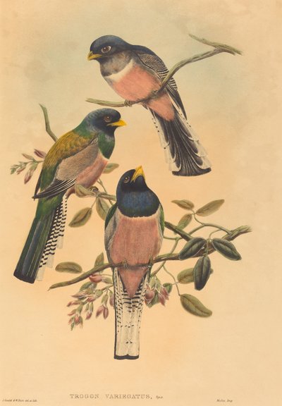 Trogan variegatus, sannsynligvis 18361838. Skapere: John Gould, William Matthew Hart. av John Gould, William Matthew Hart