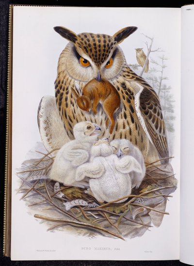 A Great Owl and Chicks, fra "The Birds of Europe", utgitt 1832-37 av John Gould