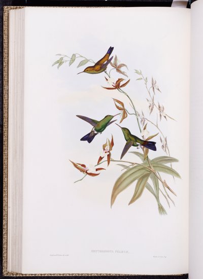 En monografi av Trochilidae, eller familie av kolibrier, utgitt 1849-61 av John Gould