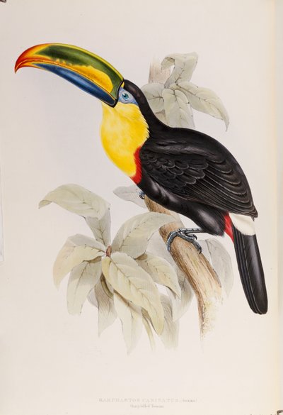 A Monograph of the Ramphastidae, eller Family of Tucans, First Edition, utgitt 1834 av John Gould