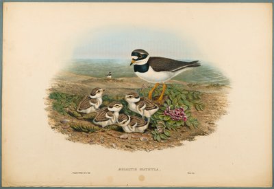 Aegialitis Hiaticula - Ringhjørnet (farget litho på vevd papir) av John Gould