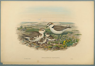 Aegialophilus Cantianus - Kentish Plover (fargelitho på vevd papir) av John Gould