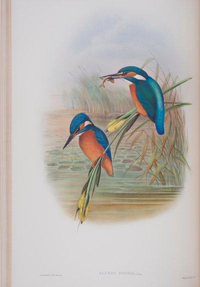 Alcedo Ispida, plate fra The Birds of Great Britain av John Gould, utgitt 1862-73 (håndfarget lito) av John Gould
